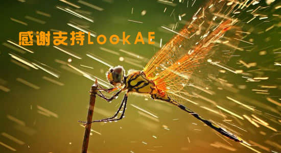 网站恢复更新，感谢支持 LookAE