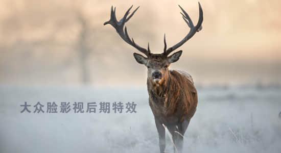 音效-森林野生动物雄鹿咆哮叫唤音效 Roaring Stags