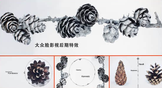AE模板-干净简洁干枯松果爆开文字标题动画 Clean Organic Titles