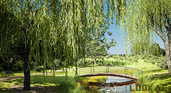 Blender插件-花草树木植物绿化模型预设 Botaniq Tree And Grass Library V6.2.2