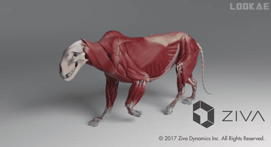 Maya插件-医学人体动物肌肉骨骼模拟 Ziva Dynamics Ziva VFX v2.1 Win