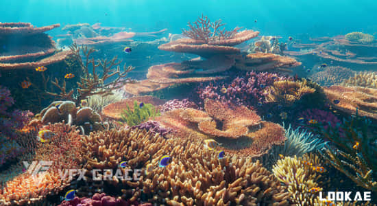 Blender预设-真实海底珊瑚3D模型资产 VFX Grace – Corals Collection