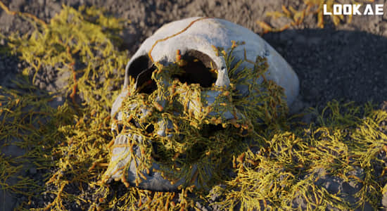 Blender预设-程序化真菌生长动画资产 Procedural Fungus Growth V1.0